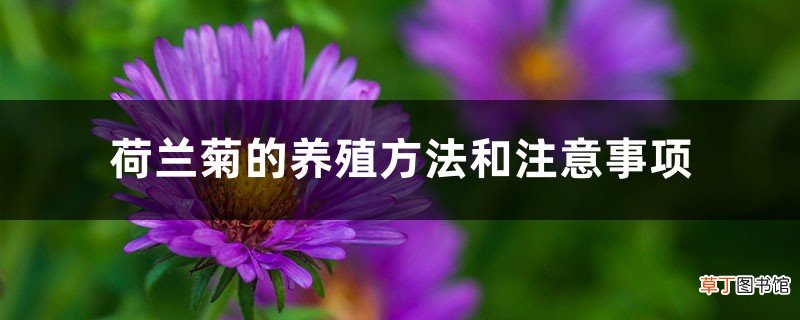 荷兰菊的养殖方法和注意事项