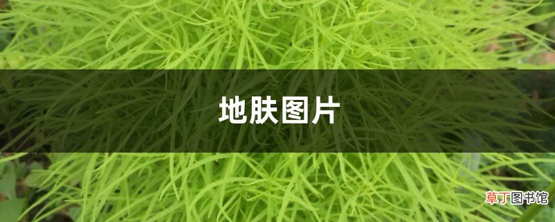 地肤图片