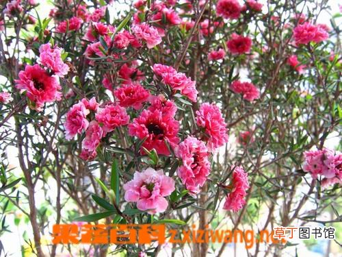 松红梅的功效与作用
