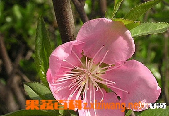 山桃花的功效与作用