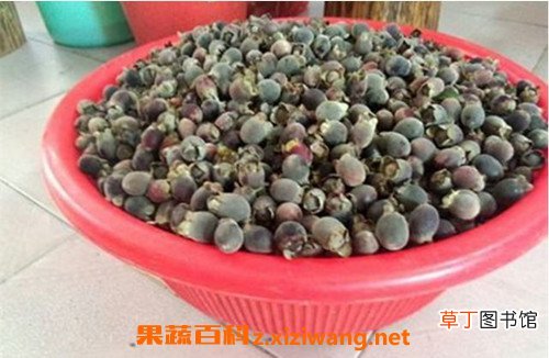 捻子酒的功效与作用 喝捻子酒的好处