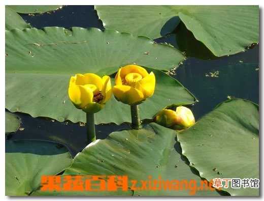 萍蓬草的功效与作用