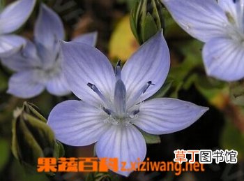 肋柱花的功效与作用
