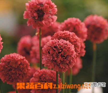 海石竹的功效与作用