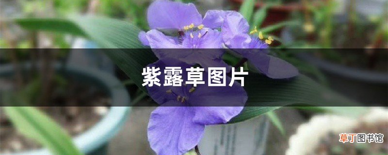 紫露草图片