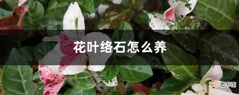 花叶络石怎么养