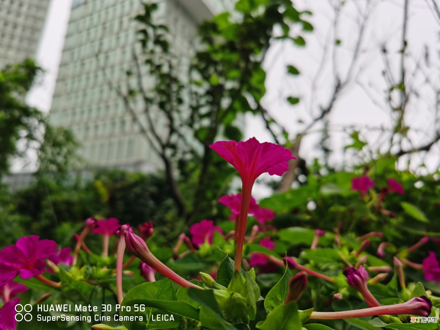 紫茉莉图片