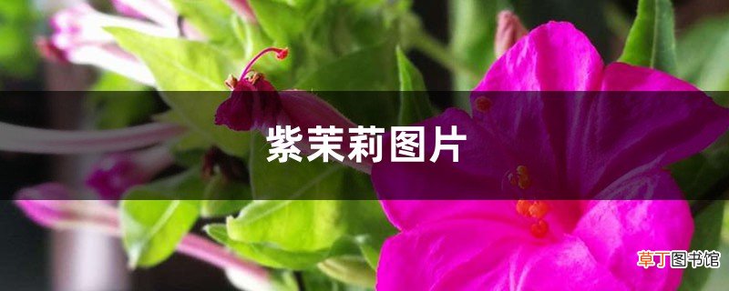 紫茉莉图片