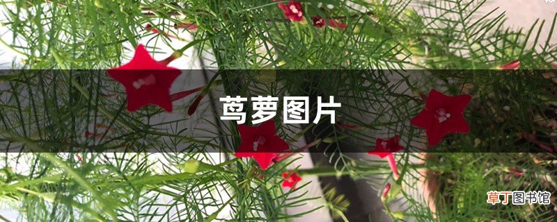 茑萝图片