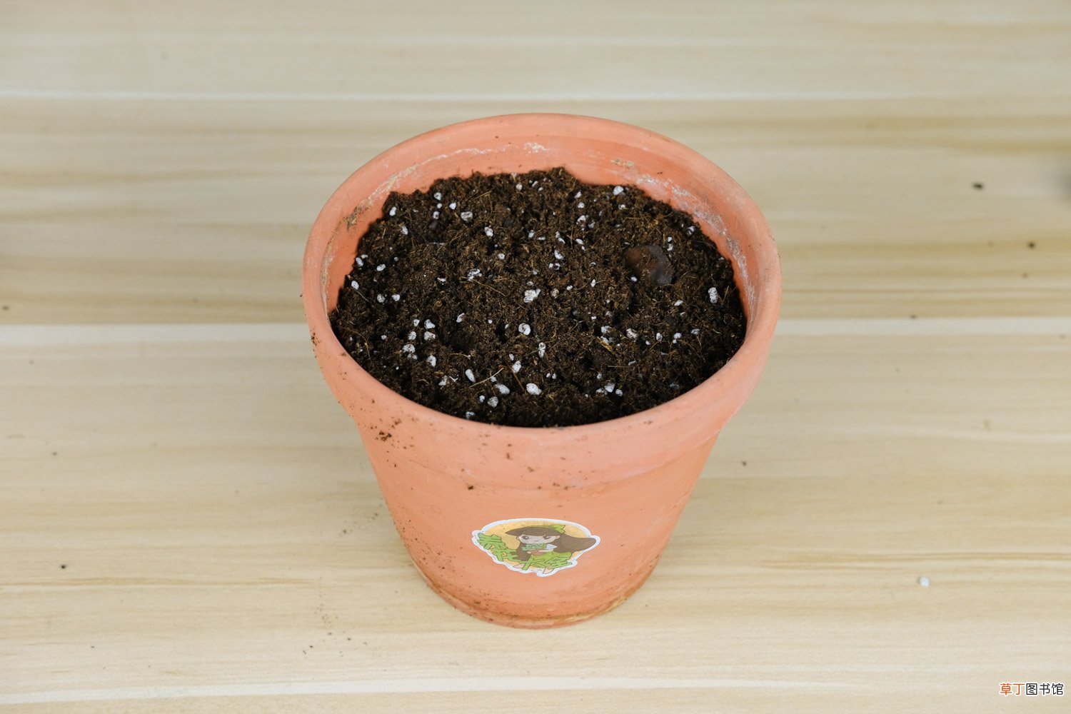 玛格丽特花有哪些品种