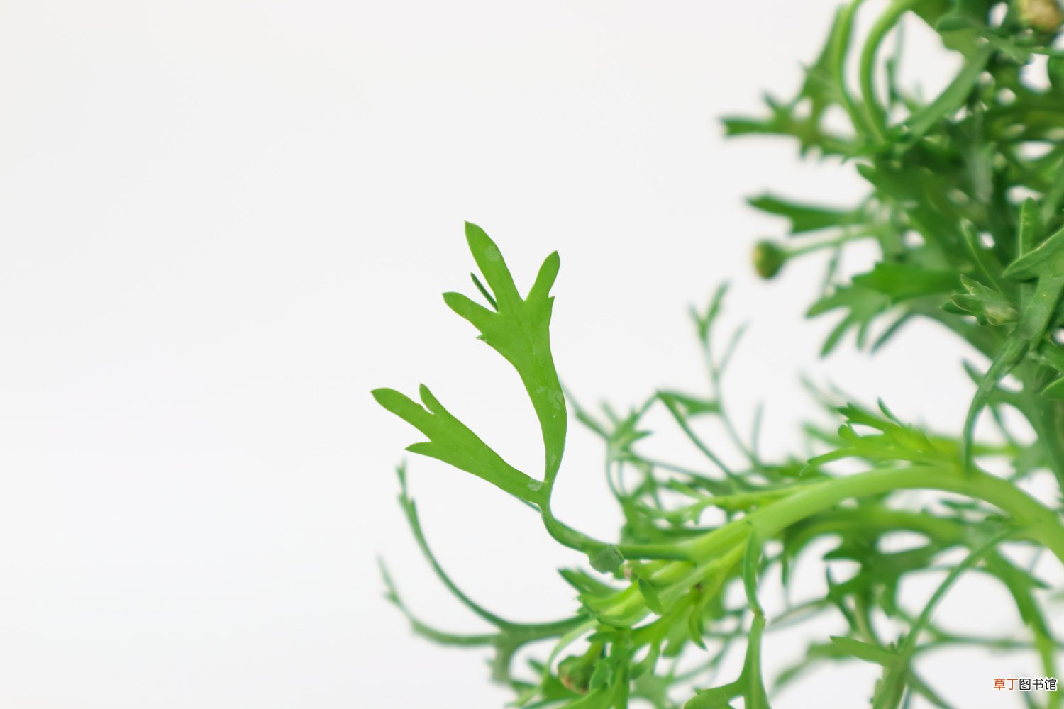 玛格丽特花有哪些品种