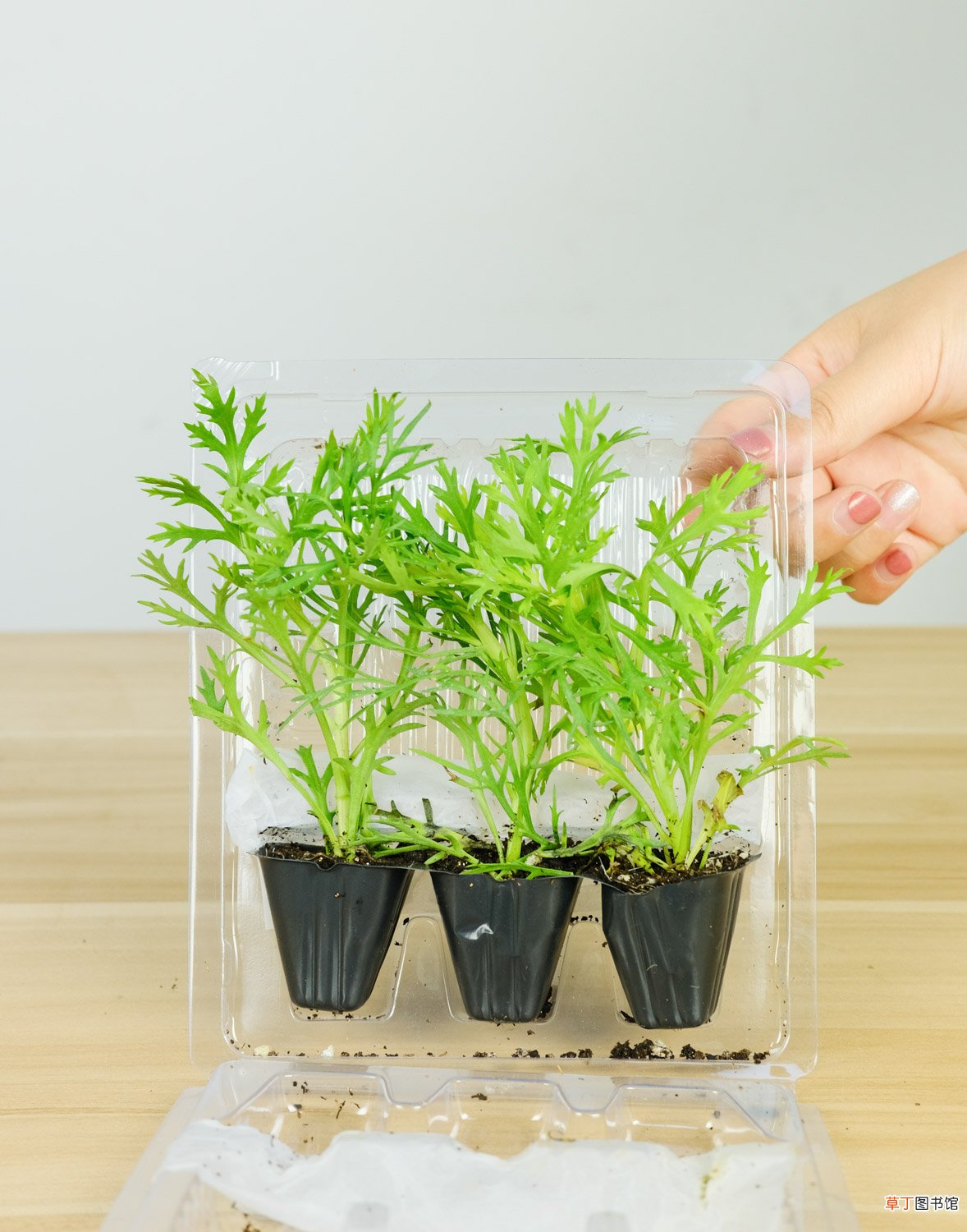 玛格丽特花有哪些品种