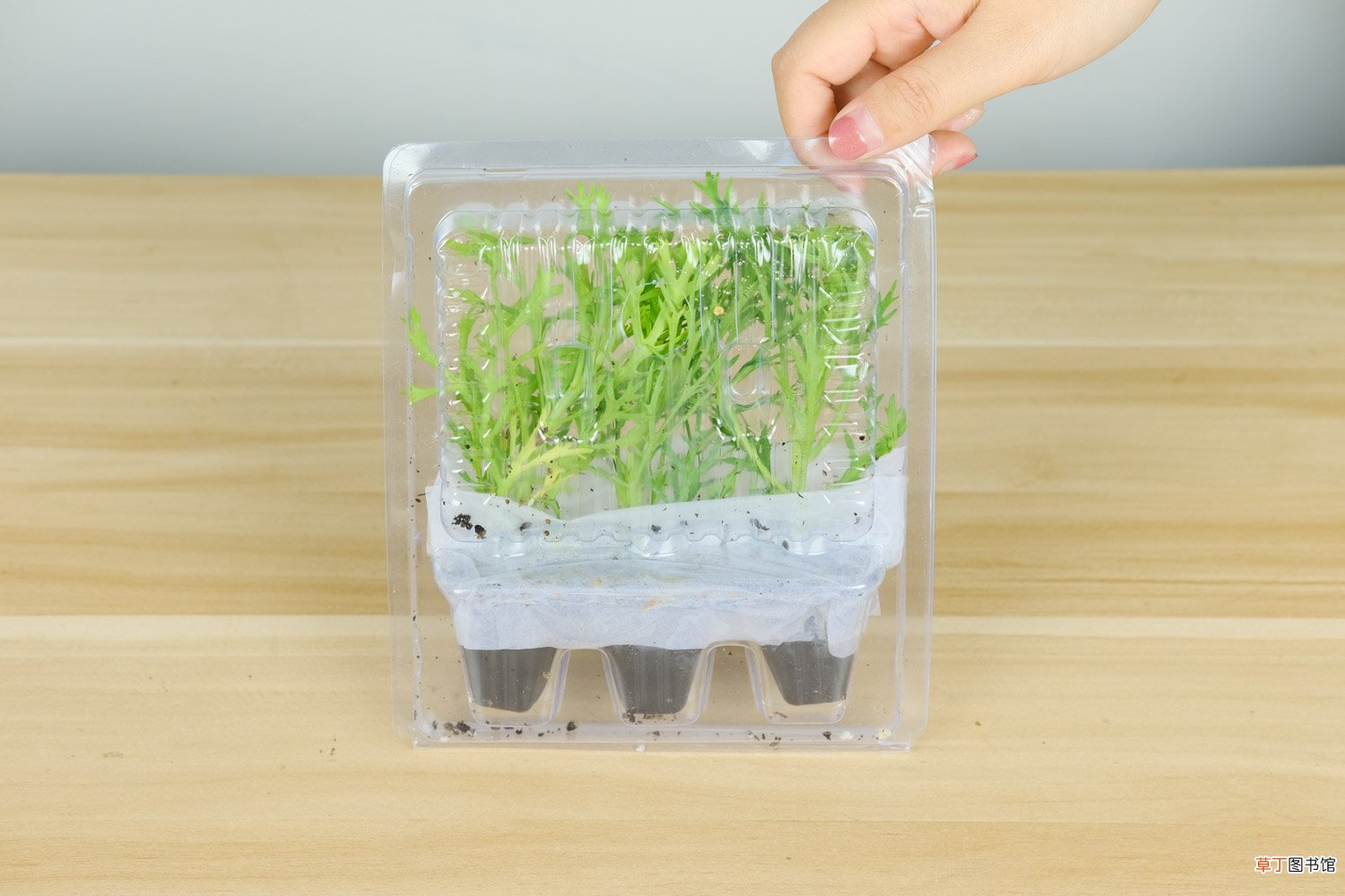 玛格丽特花有哪些品种