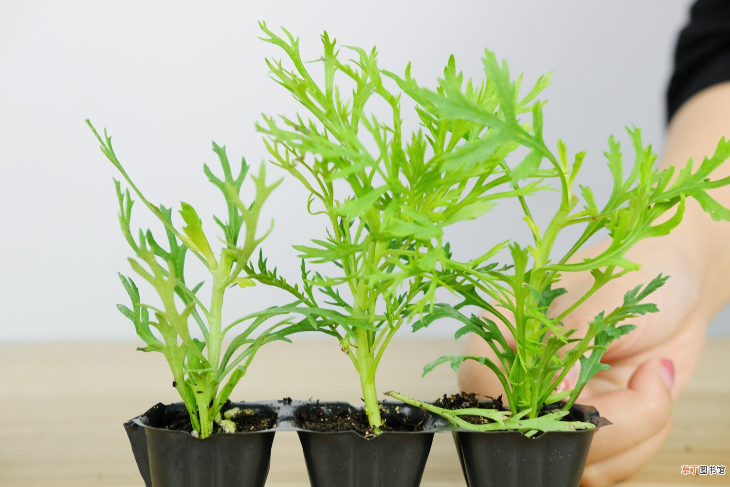 玛格丽特花有哪些品种