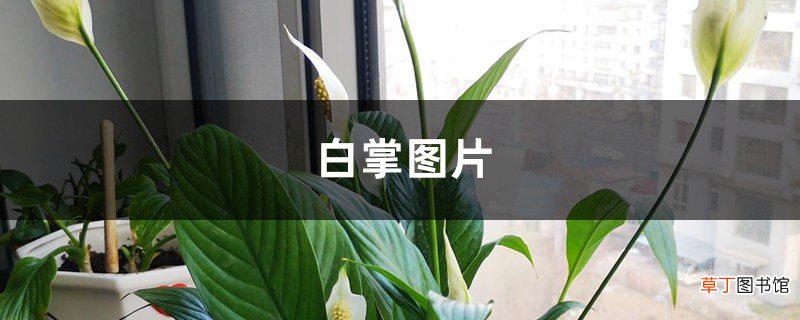 白掌图片