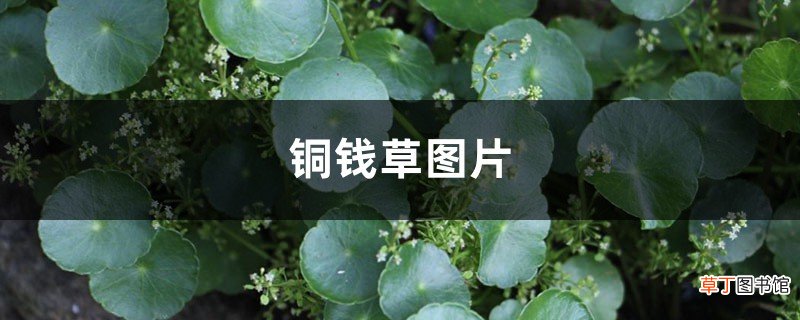 铜钱草图片