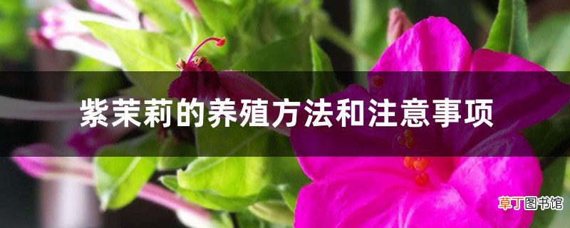 紫茉莉的养殖方法和注意事项