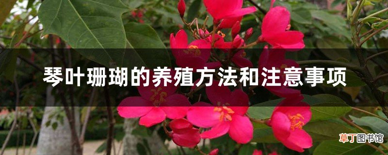 琴叶珊瑚的养殖方法和注意事项