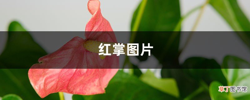 红掌图片