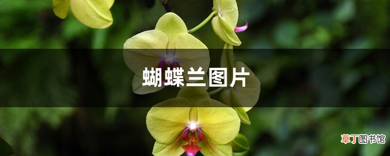蝴蝶兰图片
