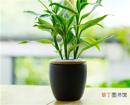 冬季养花诀窍：勤晒太阳少浇水