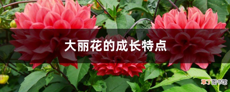 大丽花的成长特点