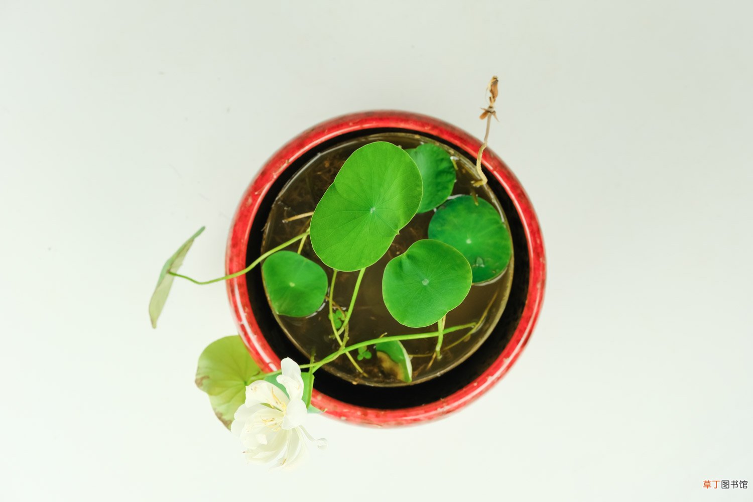 碗莲怎么养护