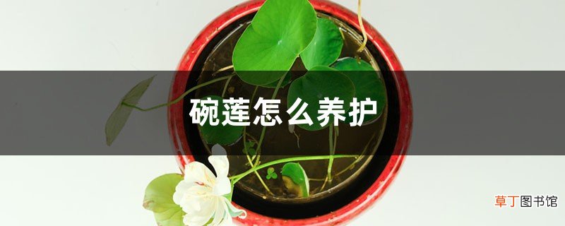 碗莲怎么养护
