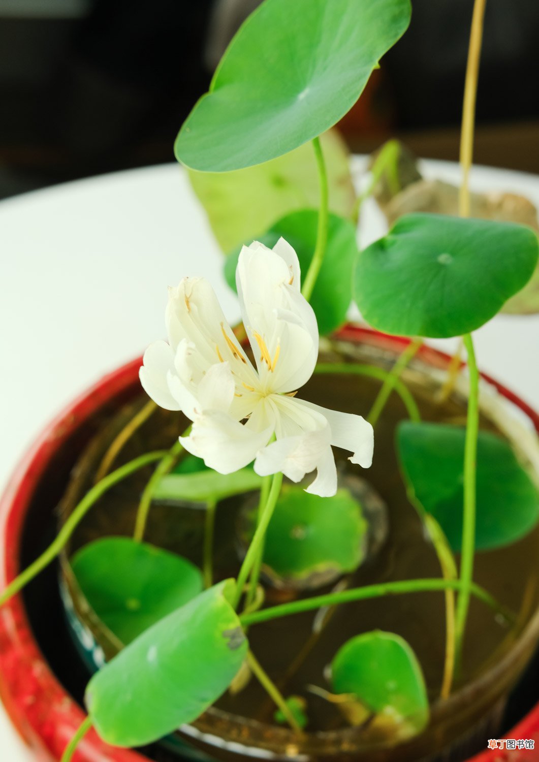 碗莲图片