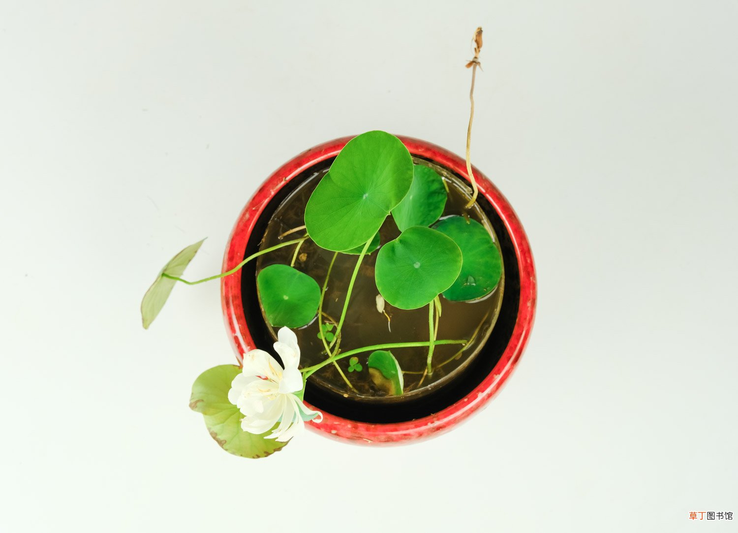 碗莲图片