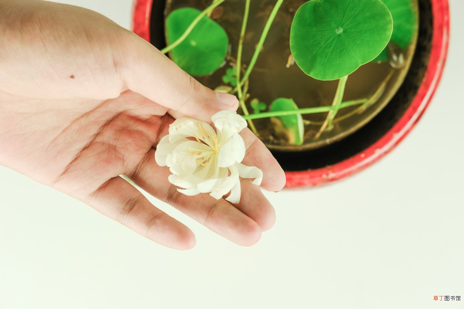 碗莲图片