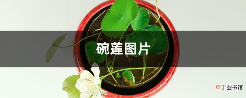 碗莲图片