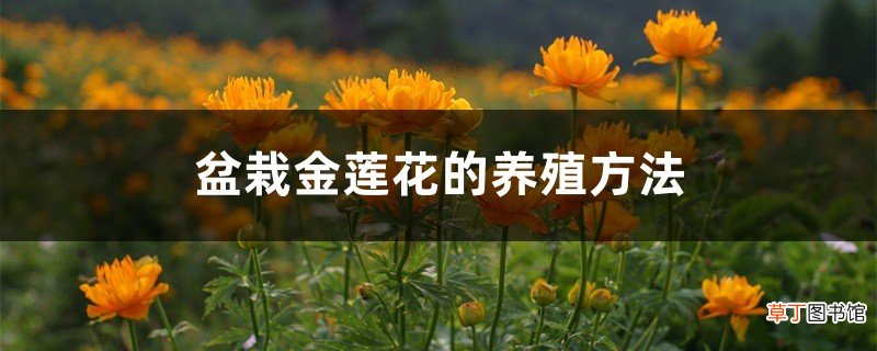 盆栽金莲花的养殖方法