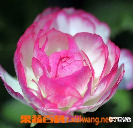 花毛茛的功效与作用