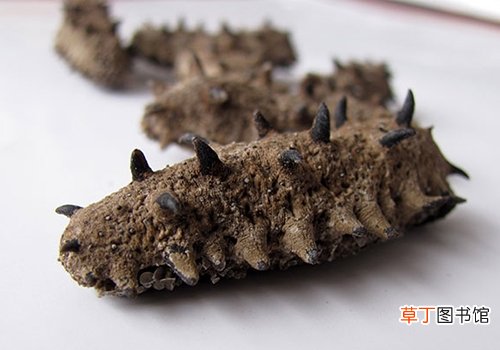 海参营养价值高干海参怎么做最美味？