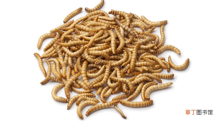 黄粉虫吃什么食物