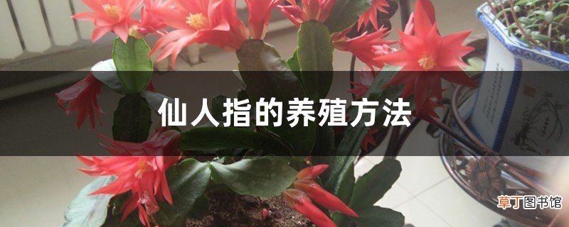 仙人指的养殖方法