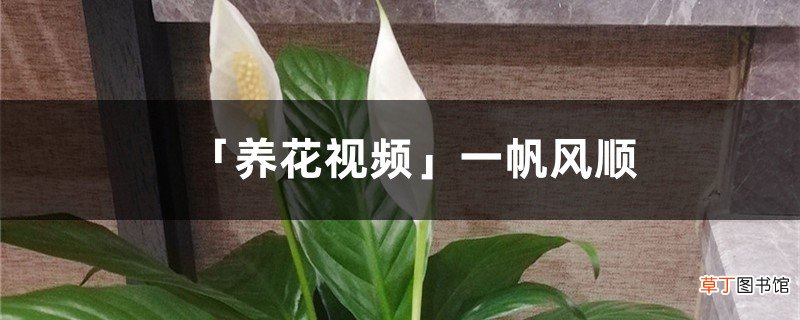 「养花视频」一帆风顺