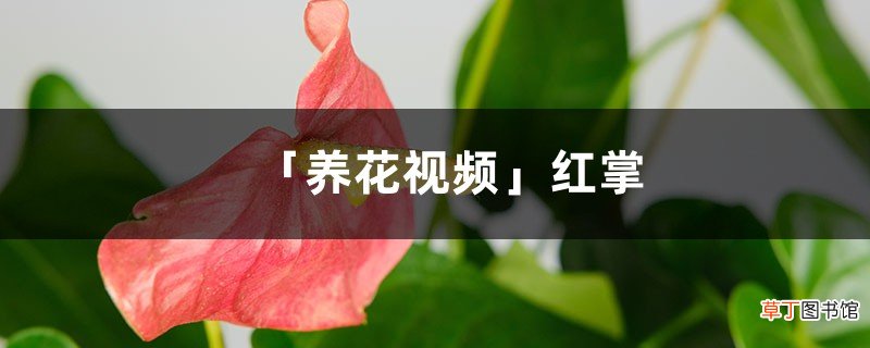 「养花视频」红掌