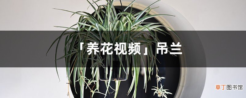 「养花视频」吊兰