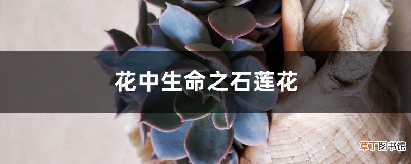花中生命之石莲花
