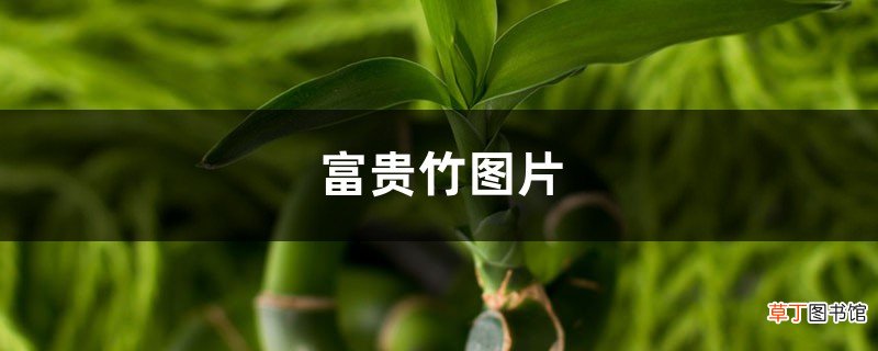 富贵竹图片