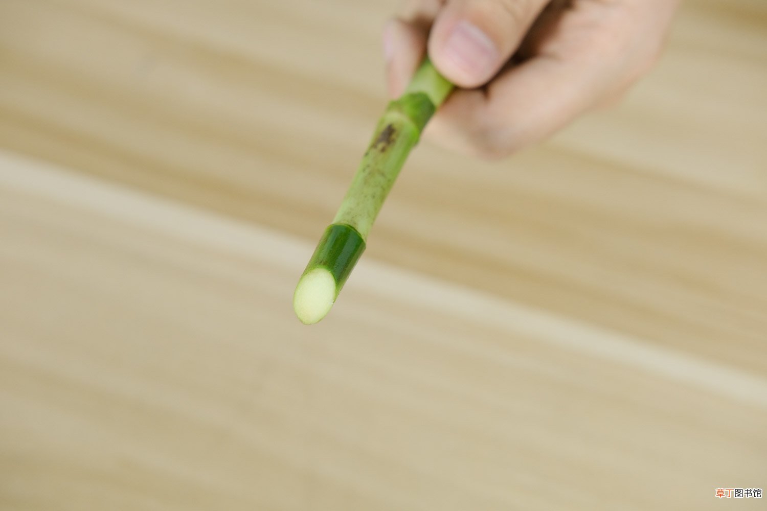 富贵竹图片