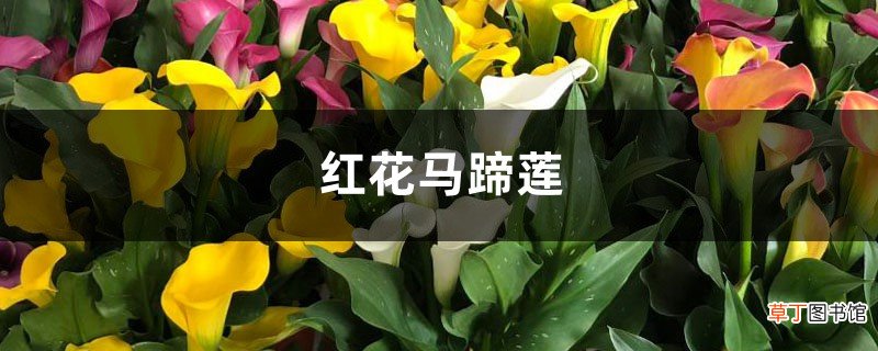 红花马蹄莲