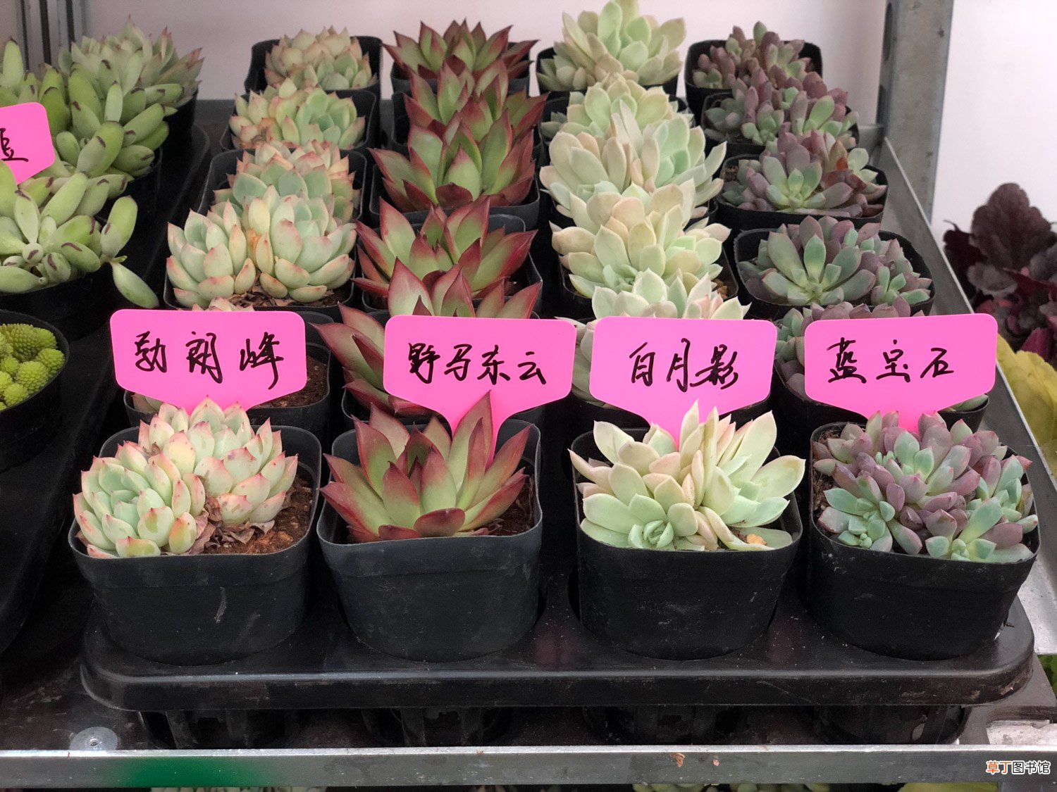 多肉植物开花图片