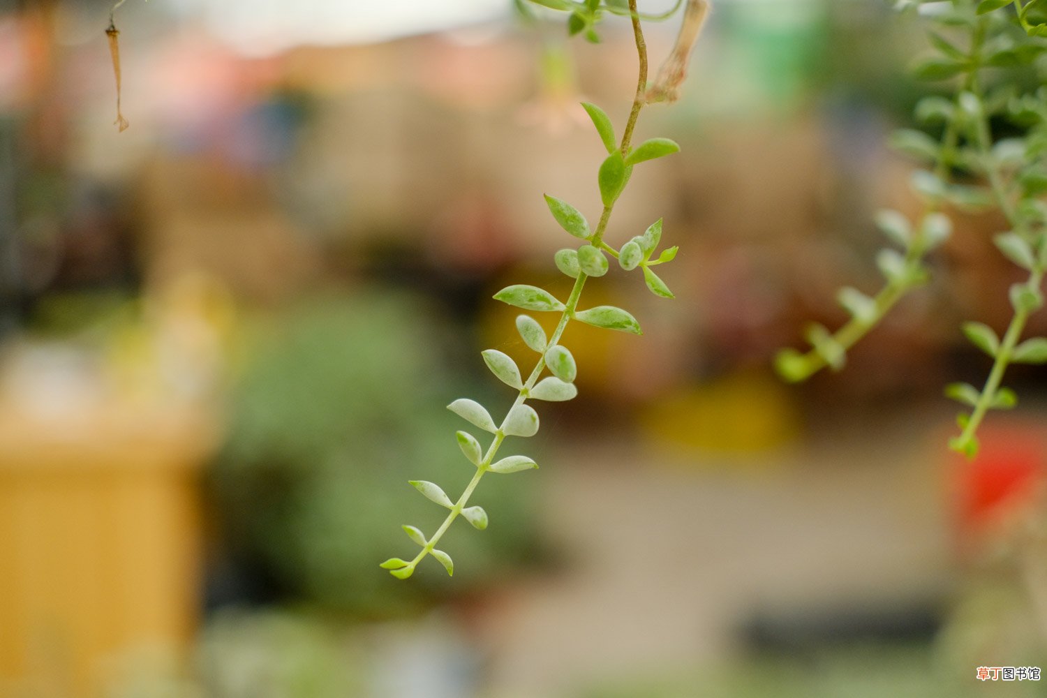 多肉植物开花图片