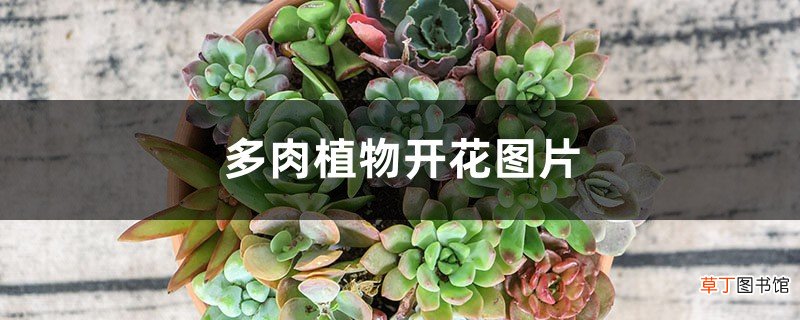 多肉植物开花图片