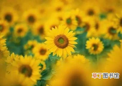 好久不见的唯美句子 适合友情的朋友圈简短