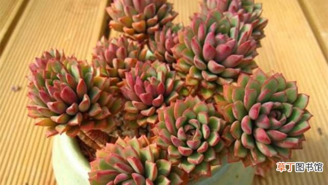 密叶莲的养护和繁殖方法