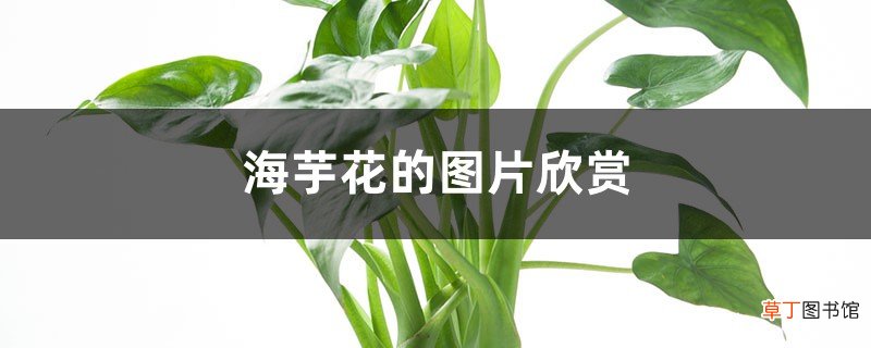 海芋花的图片欣赏 – 花百科